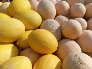 खरबूजे की खेती कब की जाती है?